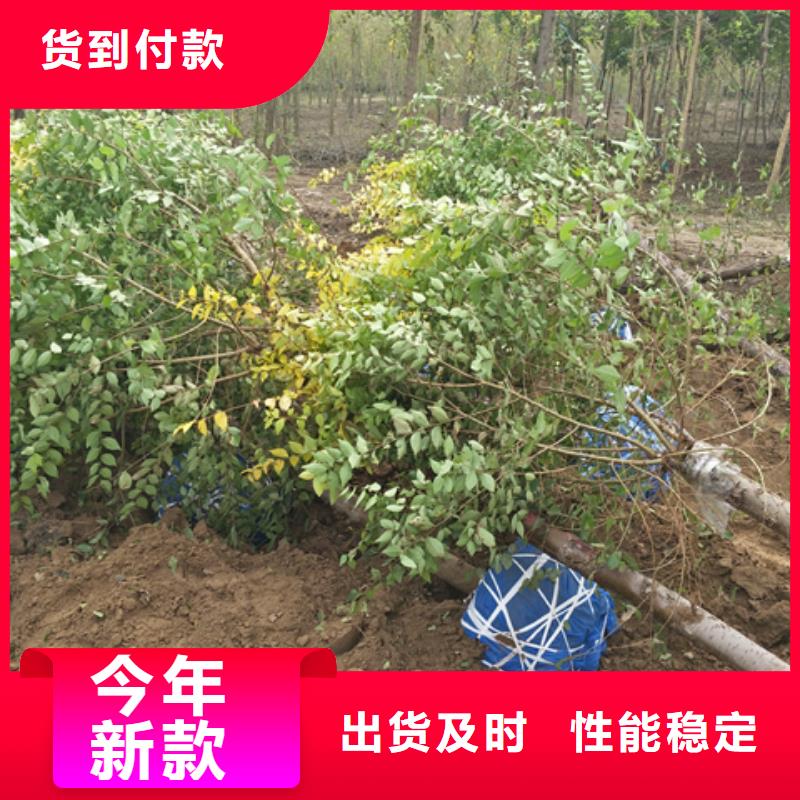 买榆树注意事项