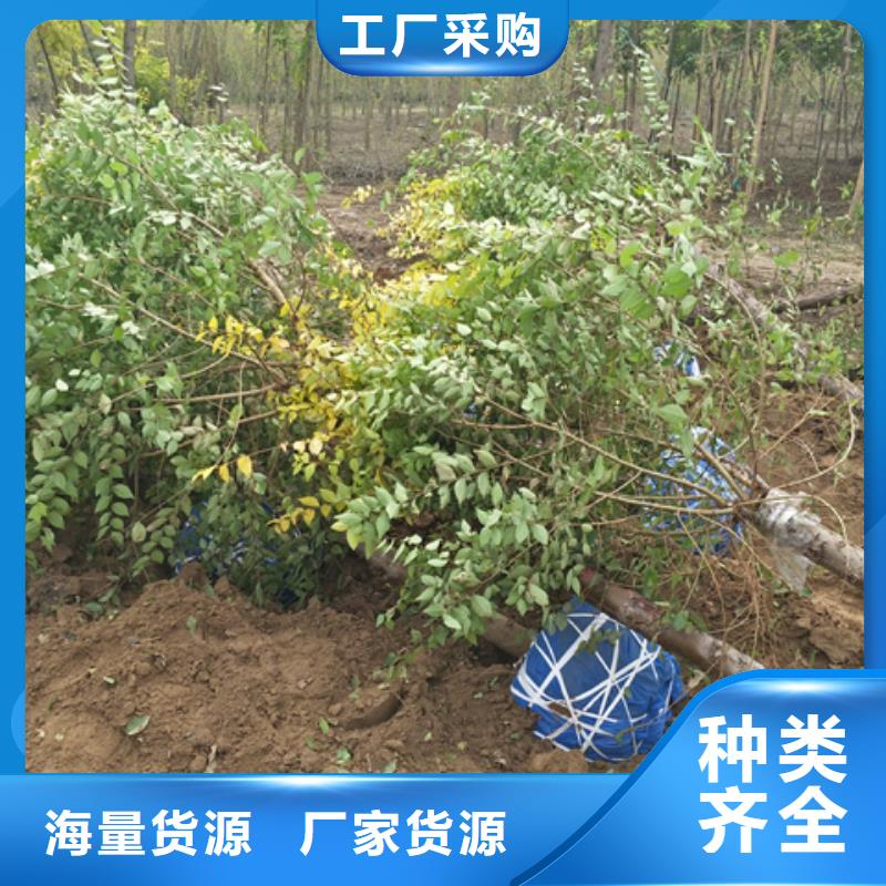 值得信赖的榆树批发商真材实料加工定制