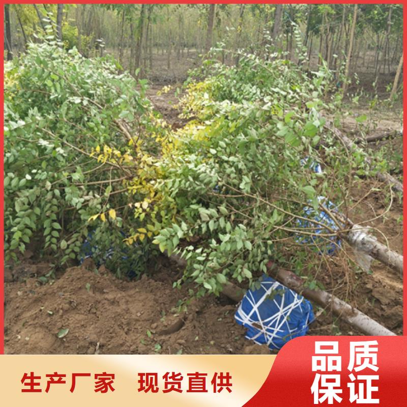 新闻：榆树生产厂家卓越品质保障