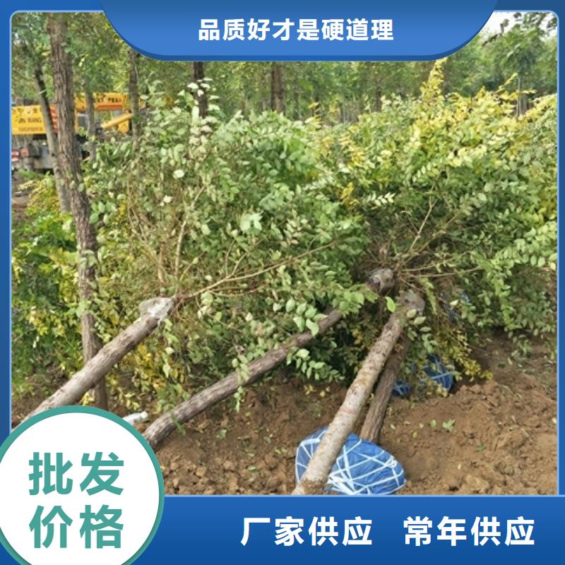 现货供应榆树_批发榆树好货有保障