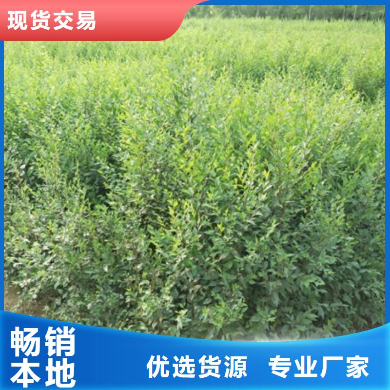 榆树品牌-厂家让利客户