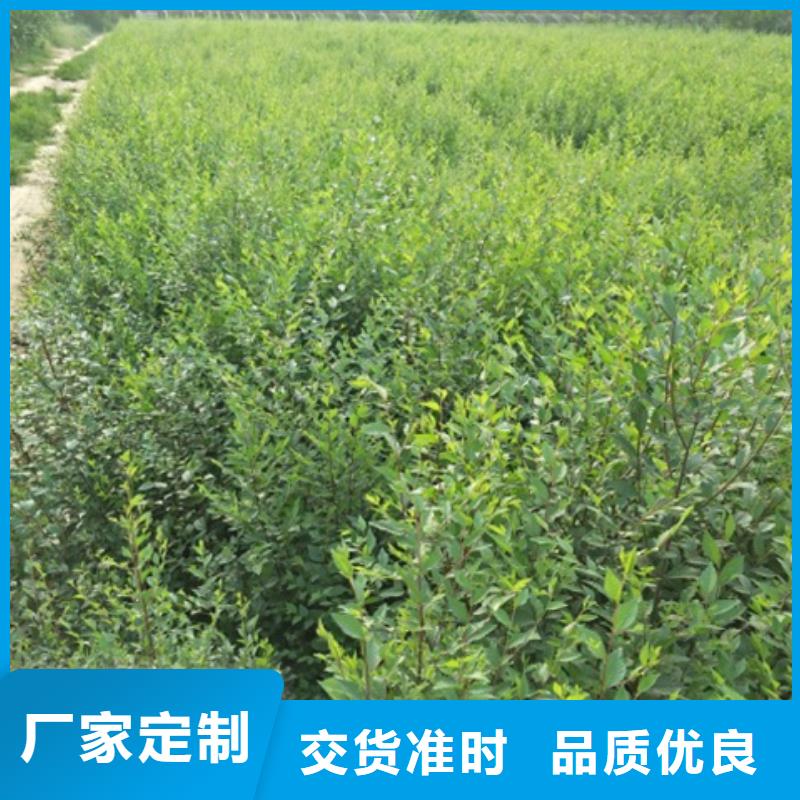定做榆树、优质榆树厂家当地货源