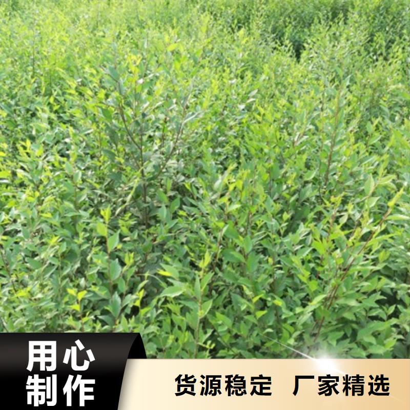 榆树厂商