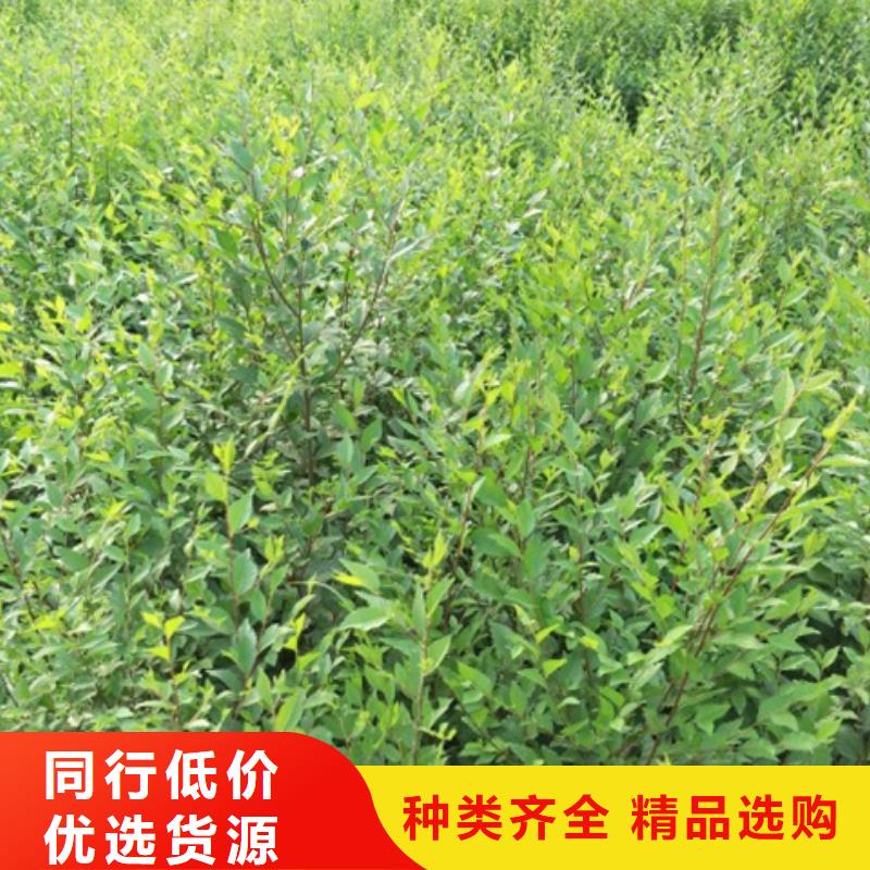 有现货的榆树品牌厂家