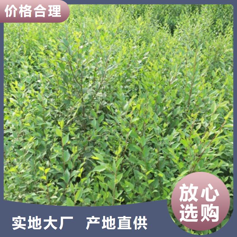 订购榆树