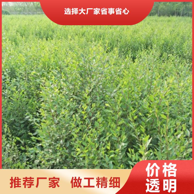 订购榆树