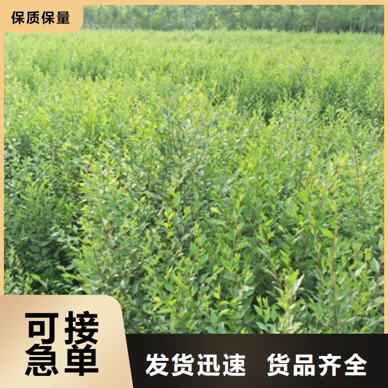 优质榆树的经销商