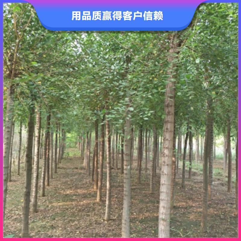 优质榆树的经销商