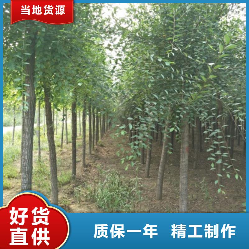 榆树-您的优选