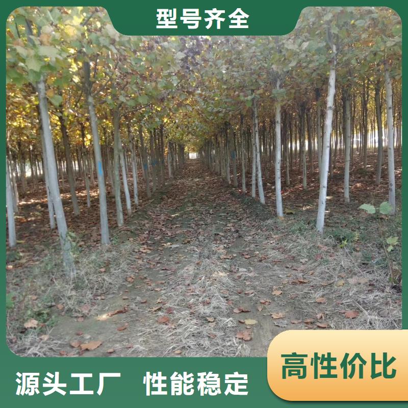 法桐厂家批发