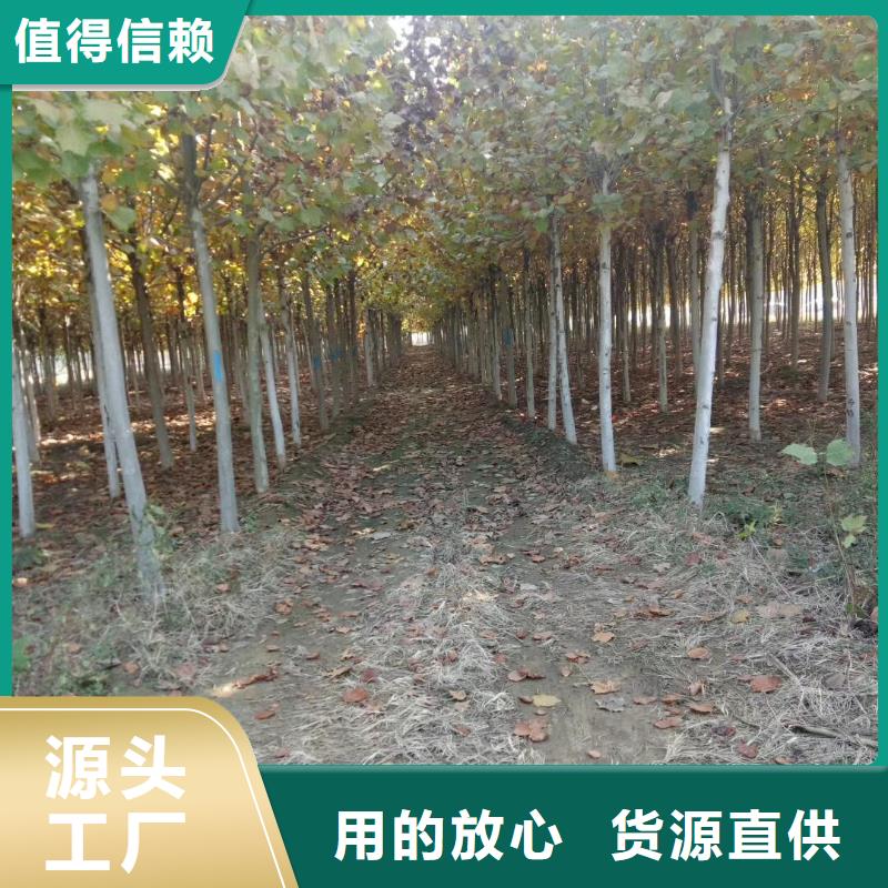 法桐优选供货商当地制造商