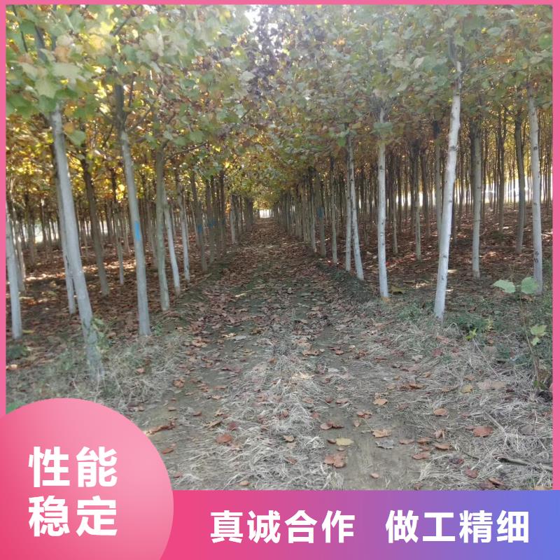 优质法桐的销售厂家