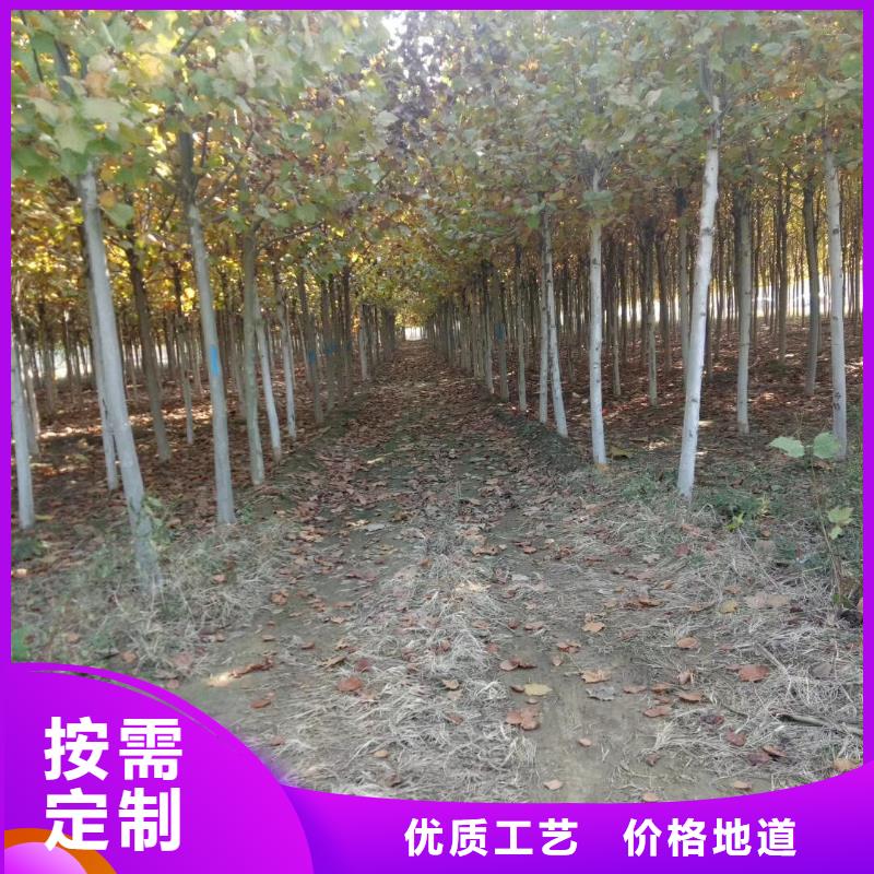法桐的规格尺寸