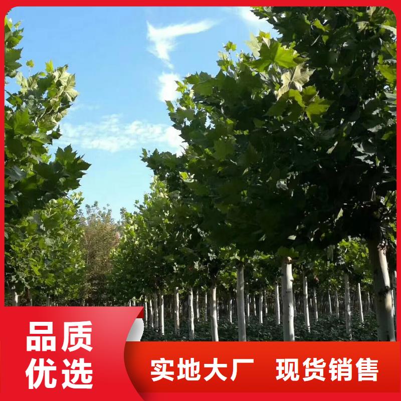 #法桐#出货快