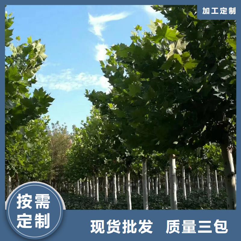 法桐订购找大品牌