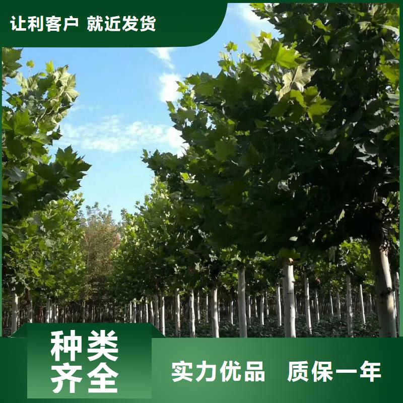 采购法桐必看-售后保证