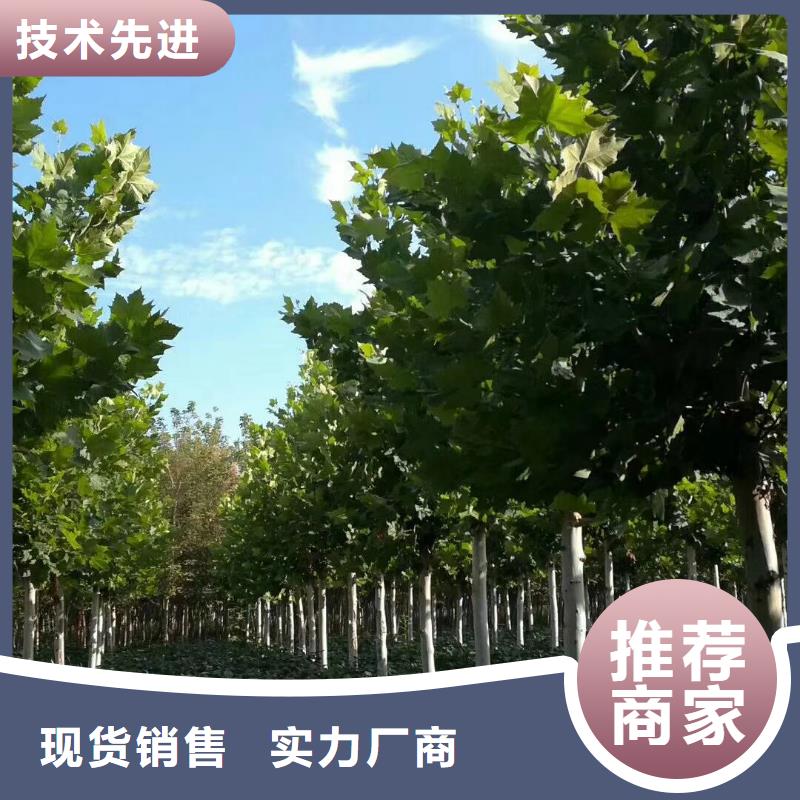 周边法桐生产厂家行业优选