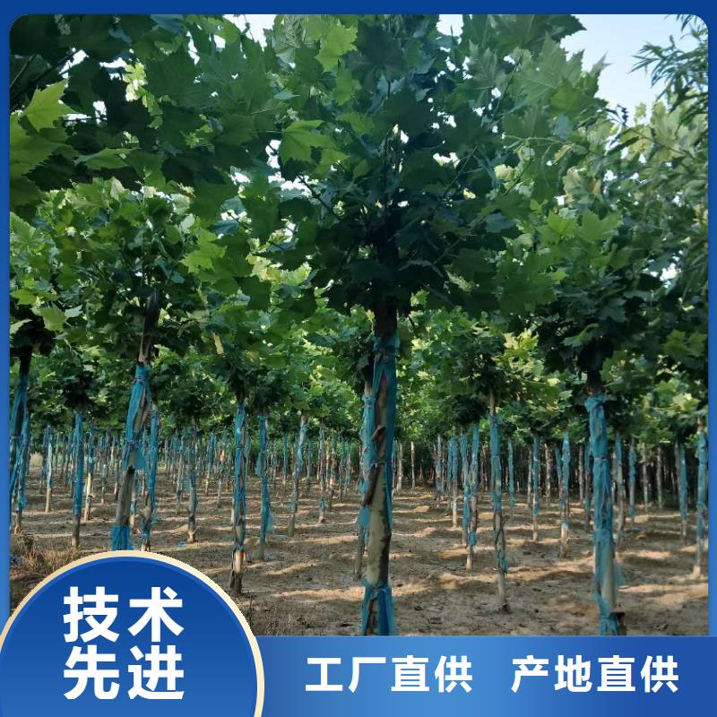 经验丰富的法桐批发商好货直销