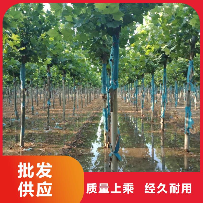 法桐多年老厂贴心服务
