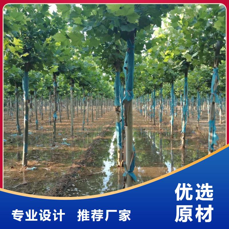 法桐厂家找博野鑫荣苗圃场信誉至上