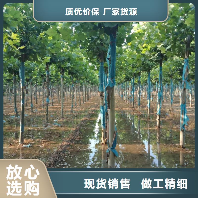 可定制的法桐现货厂家服务始终如一