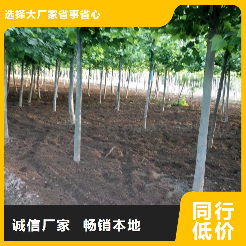 法桐制作厂家本地服务商