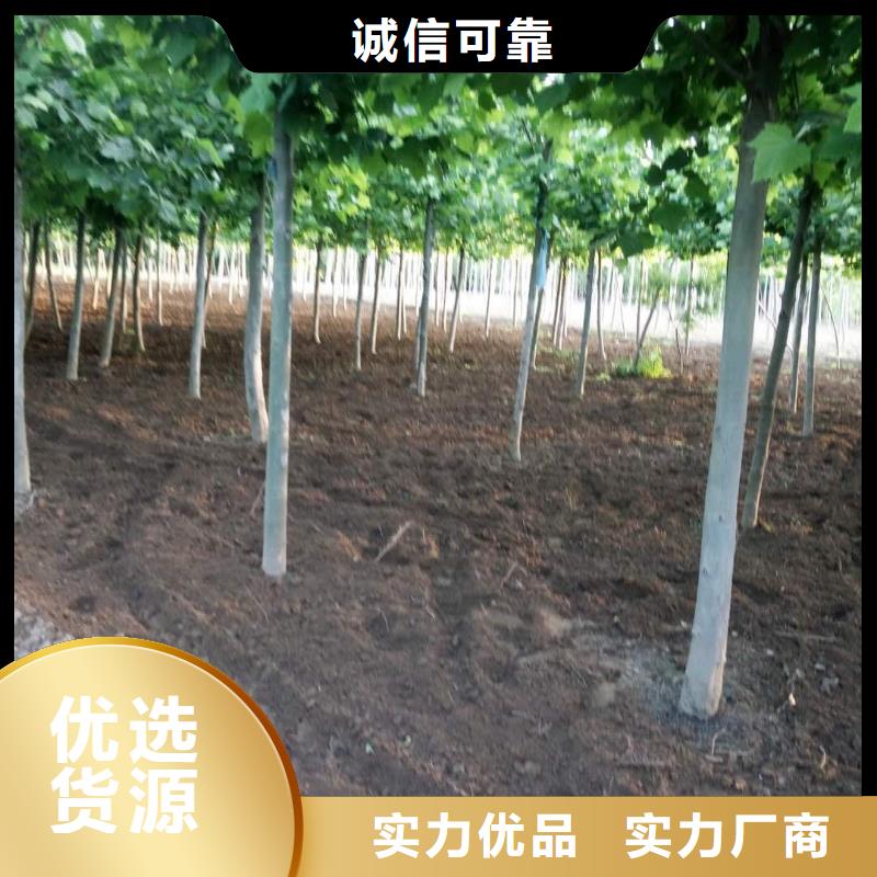 质量优的法桐本地厂家同城厂家