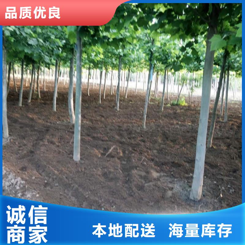 优质法桐的销售厂家