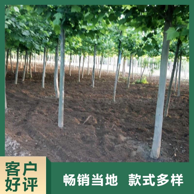 生产法桐厂家-可定制