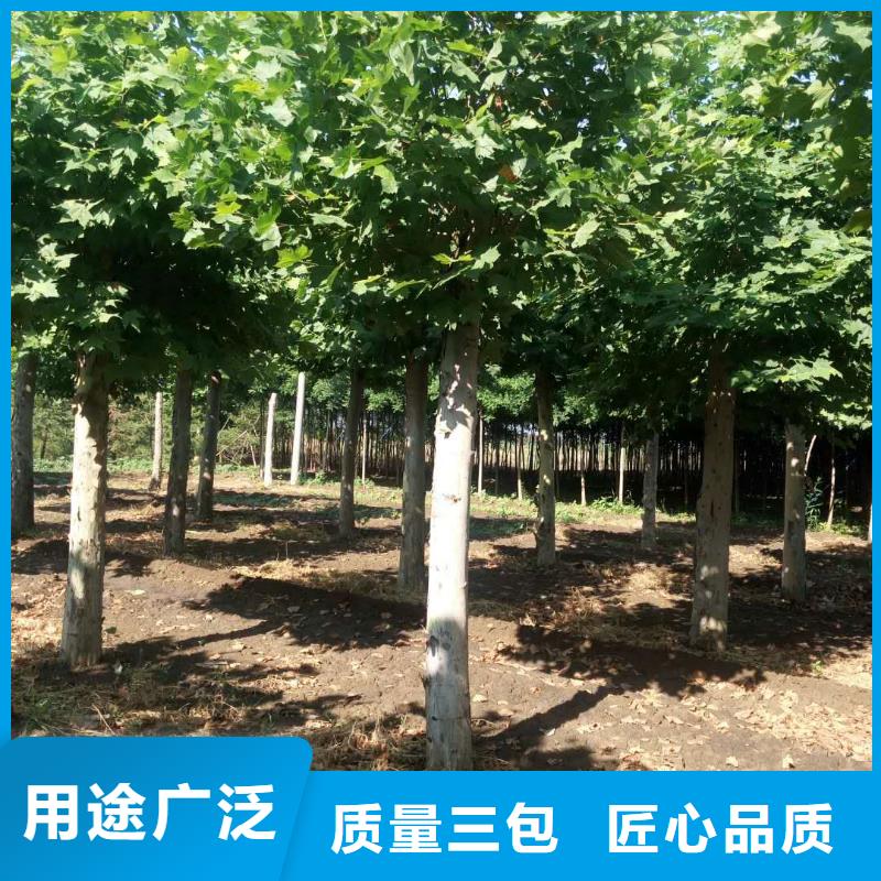 有现货的法桐厂家有实力有经验