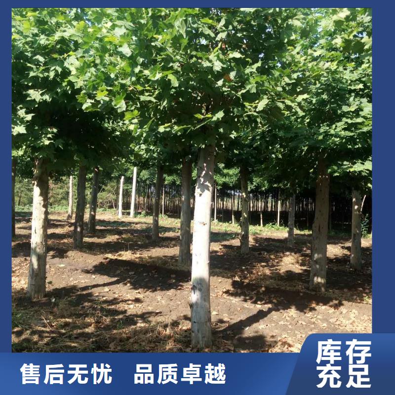 ：法桐供应商厂家实力大