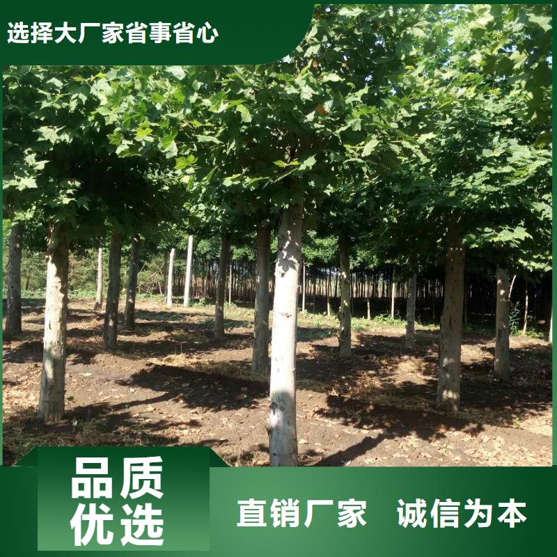 #法桐#出货快