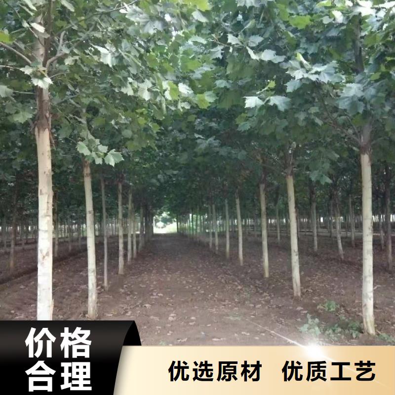 常年供应法桐-品牌