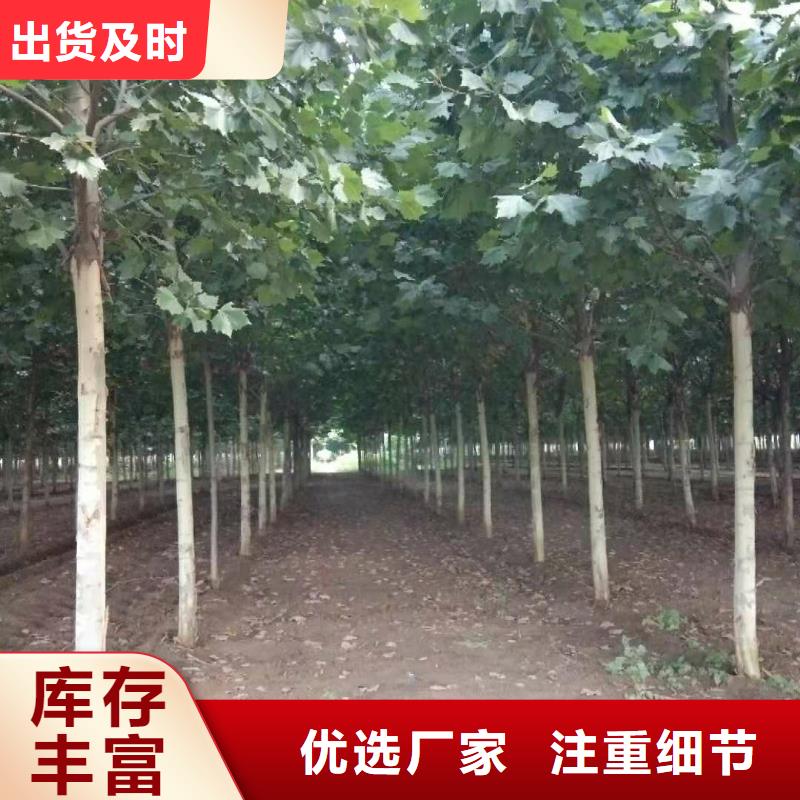 2025品质过硬#法桐厂家#解决方案专注生产N年
