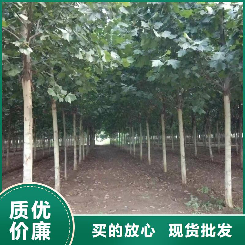 采购法桐必看-值得信赖核心技术
