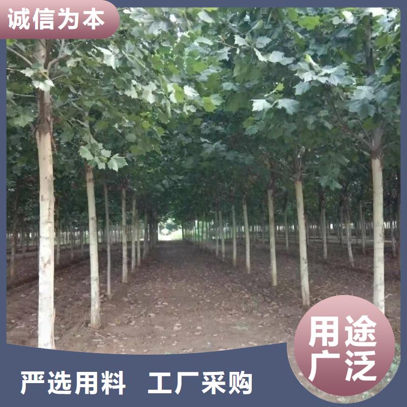 法桐期待与您合作