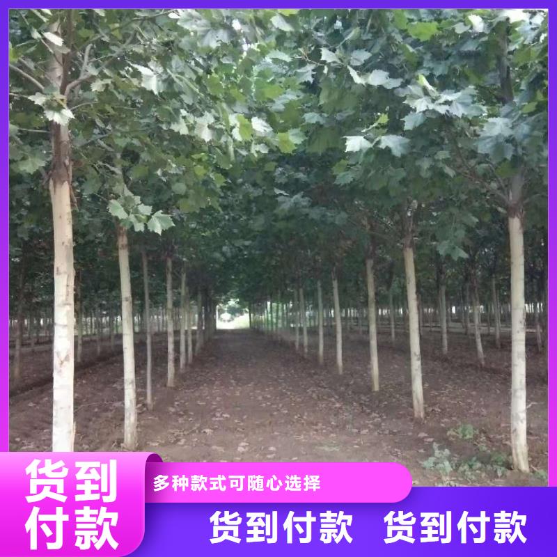 规格齐全的法桐生产厂家