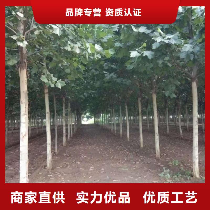 法桐、法桐厂家—薄利多销