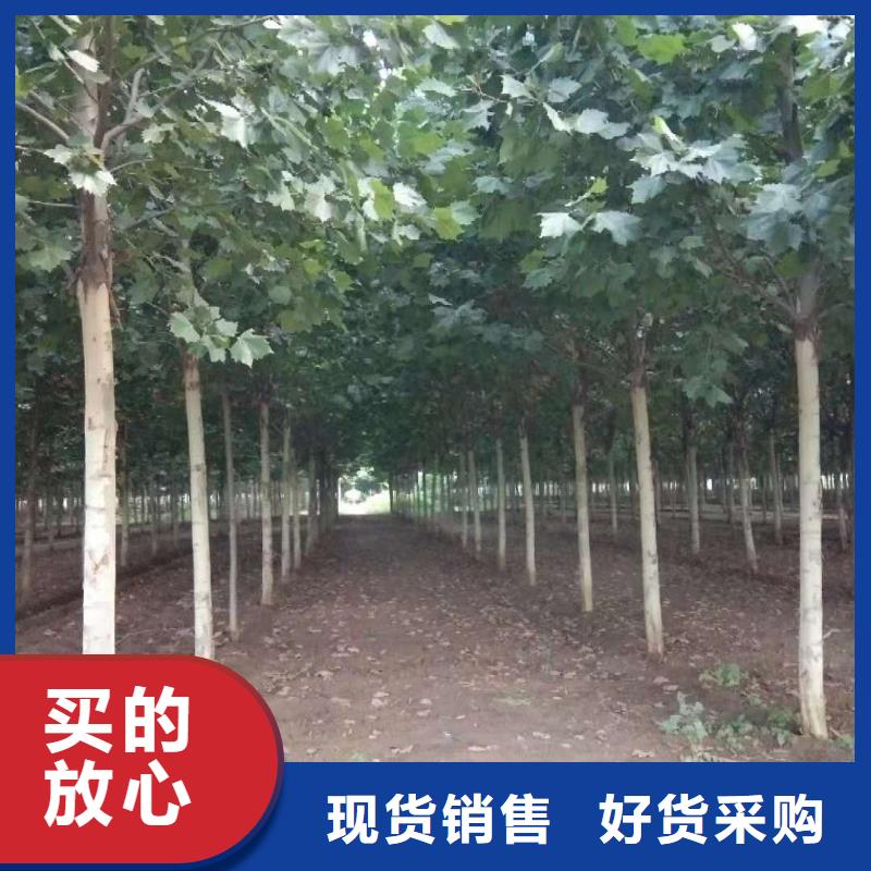 法桐厂家批发