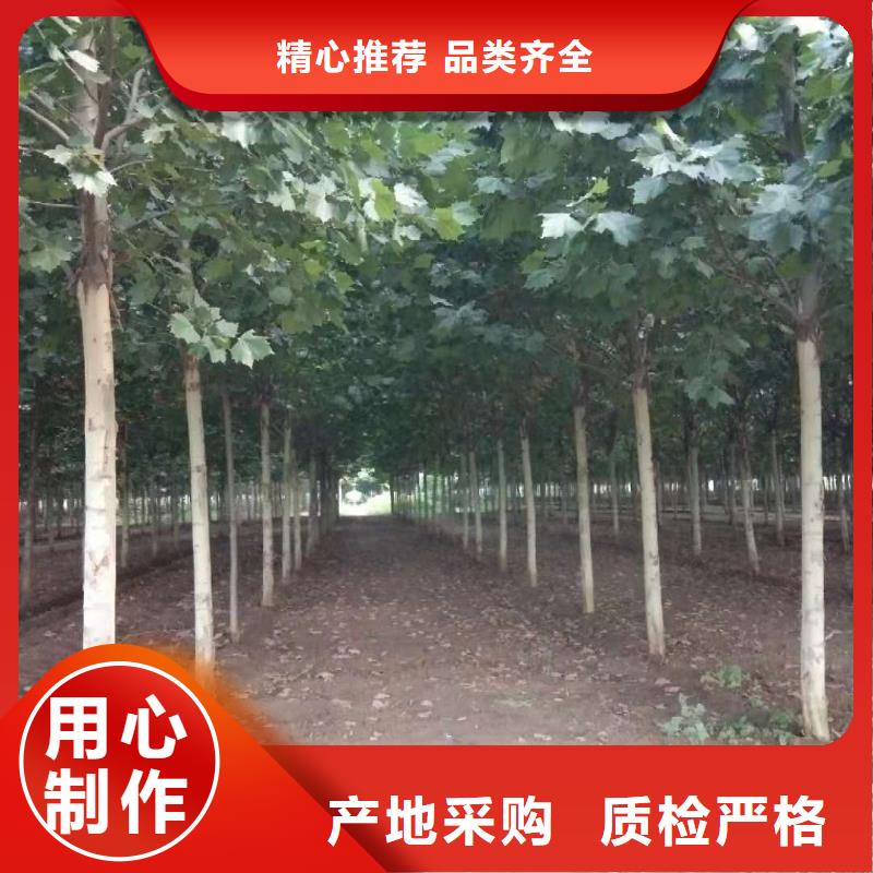 优质法桐的销售厂家
