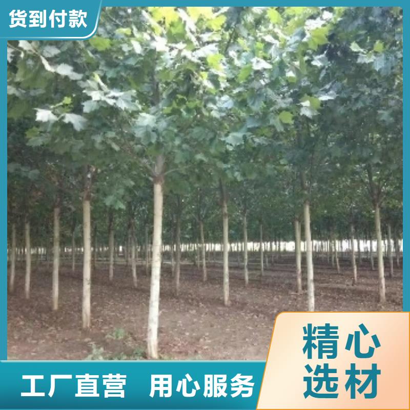 法桐厂家批发