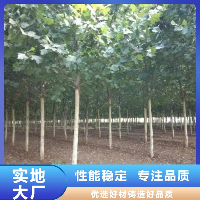 #法桐#-价格实惠本地服务商