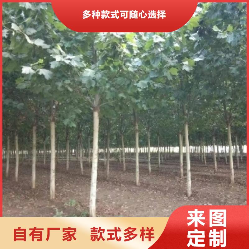 定制法桐厂家