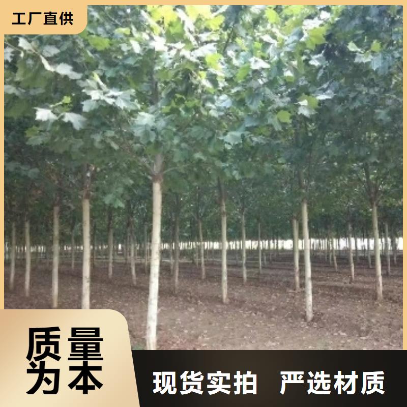 法桐-法桐口碑好优良材质