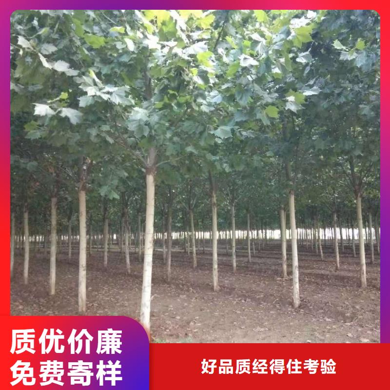 法桐企业-可接大单