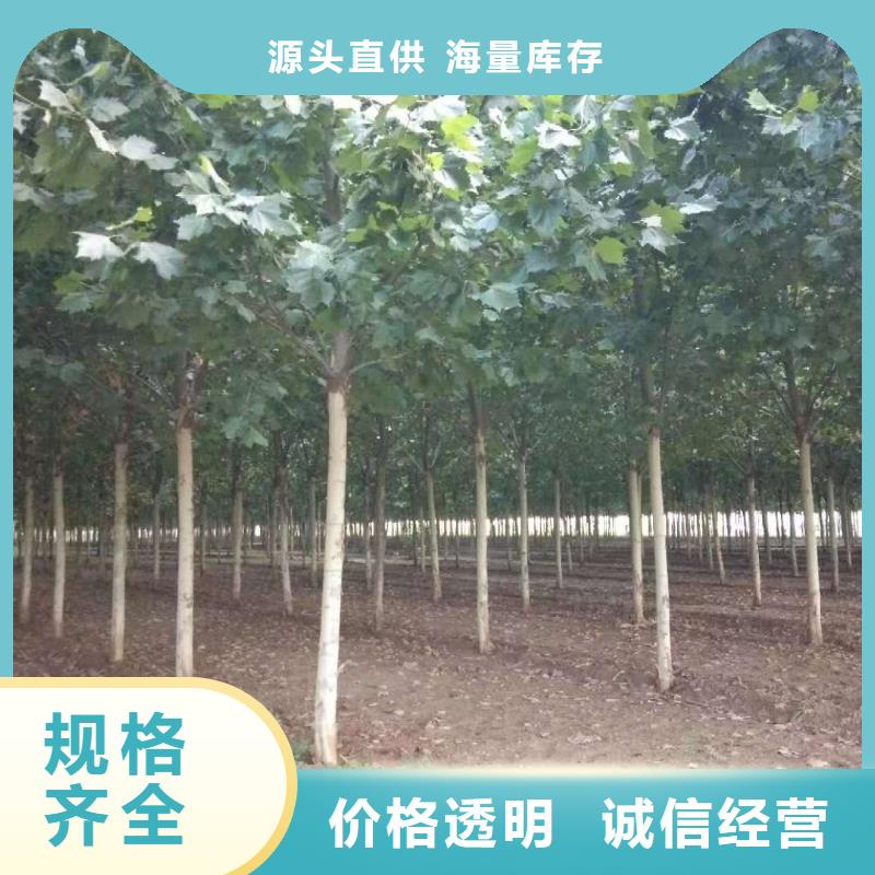 法桐的规格尺寸