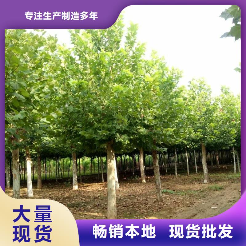 法桐-法桐经验丰富