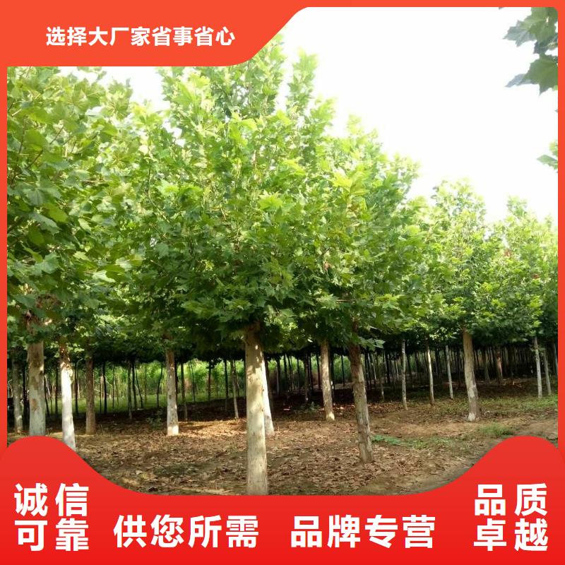 法桐现货批发价格本地制造商