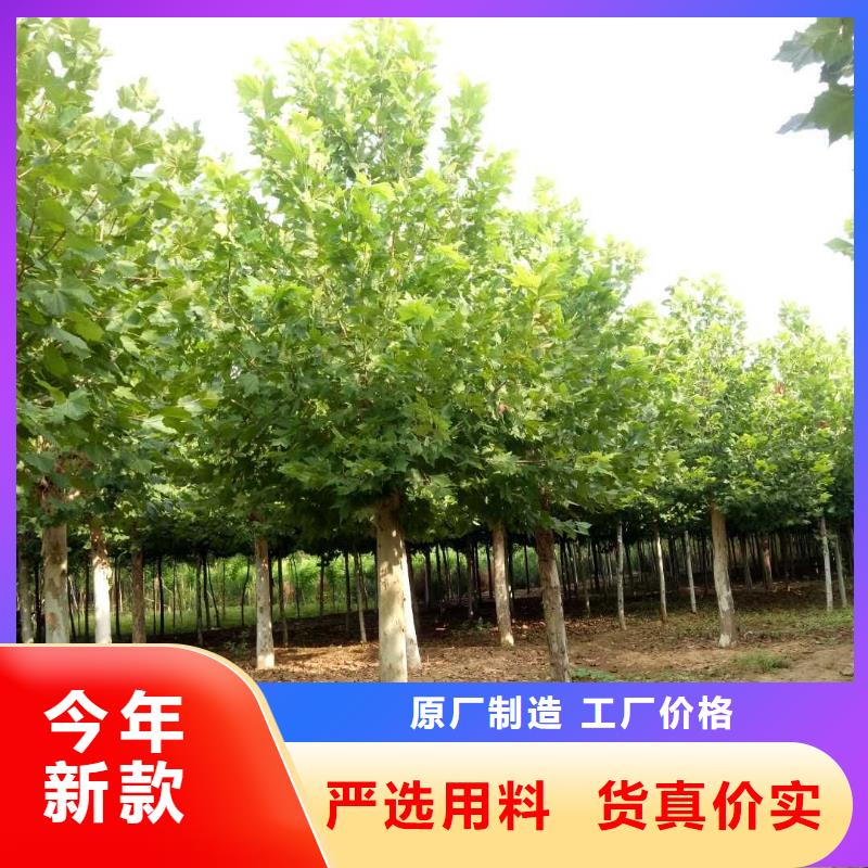 法桐、法桐参数