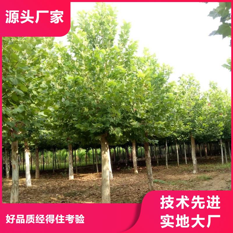 法桐就近仓库发车